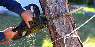 How Our Tree Care Process Works  in  Zolfo Springs, FL