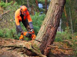 Tree and Shrub Care in Zolfo Springs, FL